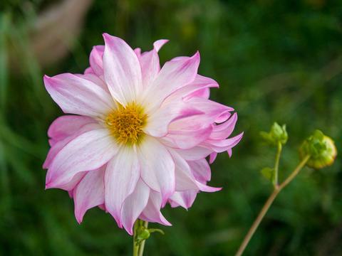 Artejanis Über Artejanis